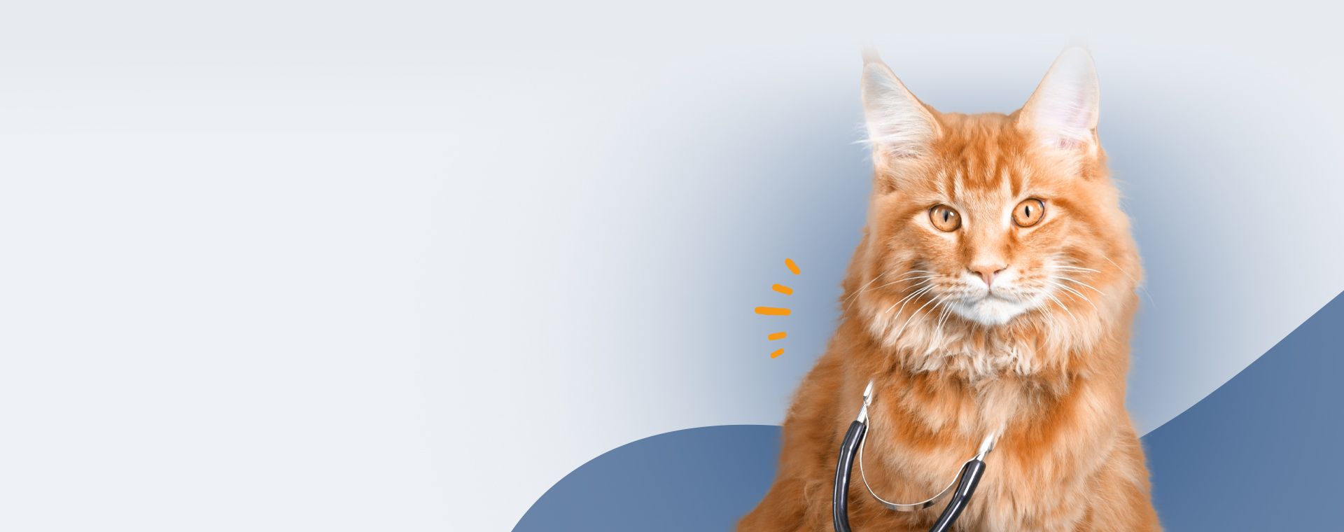orange furry cat with a stethoscope on his neck