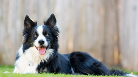 How Often Should You Take Your Dog to the Vet?