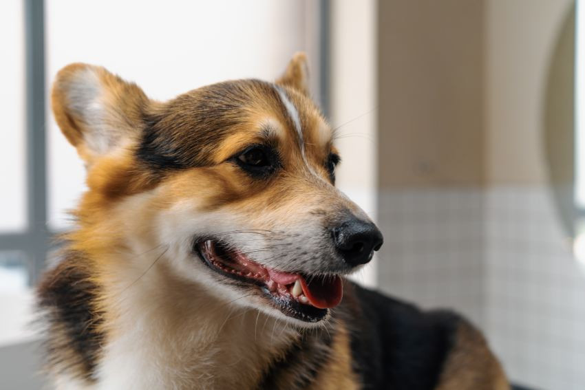 b2ap3_large_portrait-of-a-small-cute-fluffy-corgi-dog-in-a-bea-2024-11-26-09-53-19-utc-1