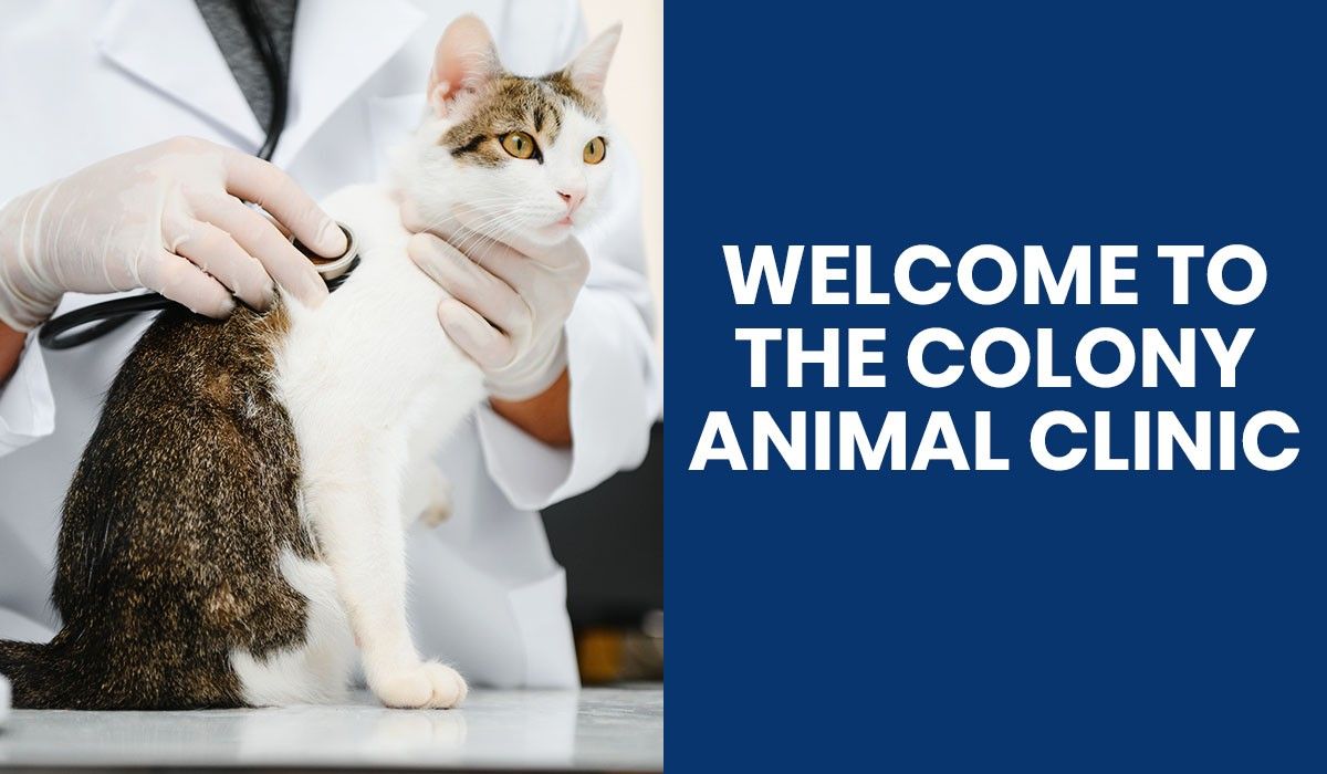 welcome-to-the-colony-animal-clinic