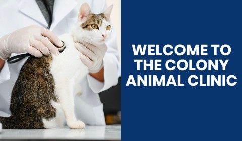 Welcome to The Colony Animal Clinic