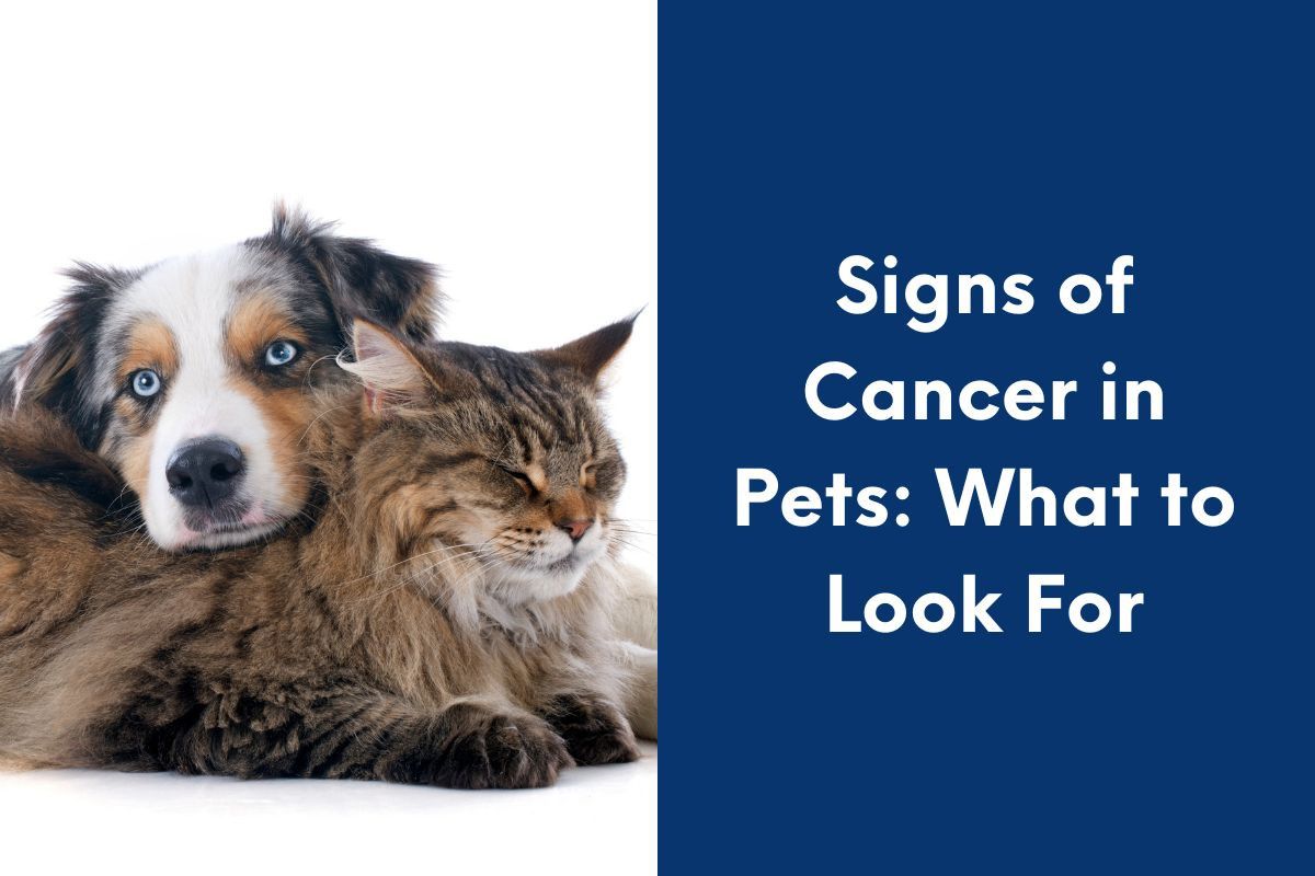 Signs-of-Cancer-in-Pets-What-to-Look-For
