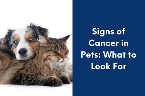 Signs of Cancer in Pets: What to Look For
