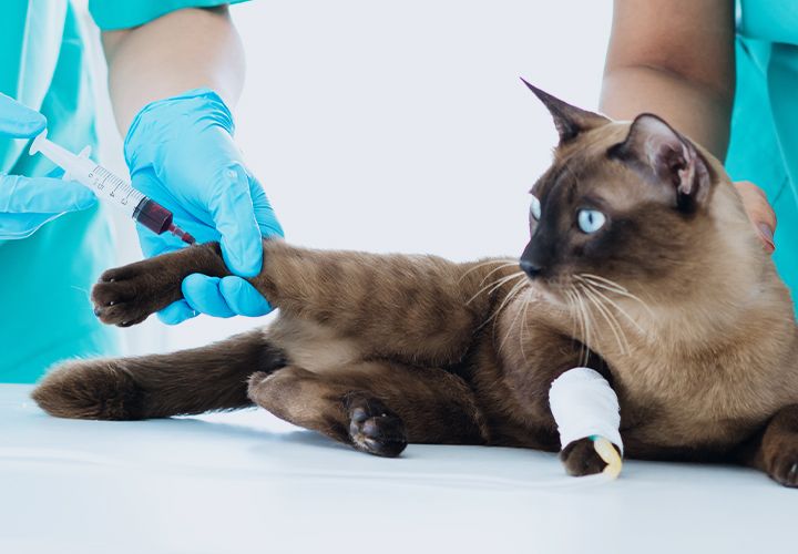 vet taking blood sample from a cat