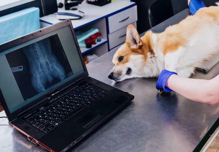 veterinarians examining corgi dog in x-ray room