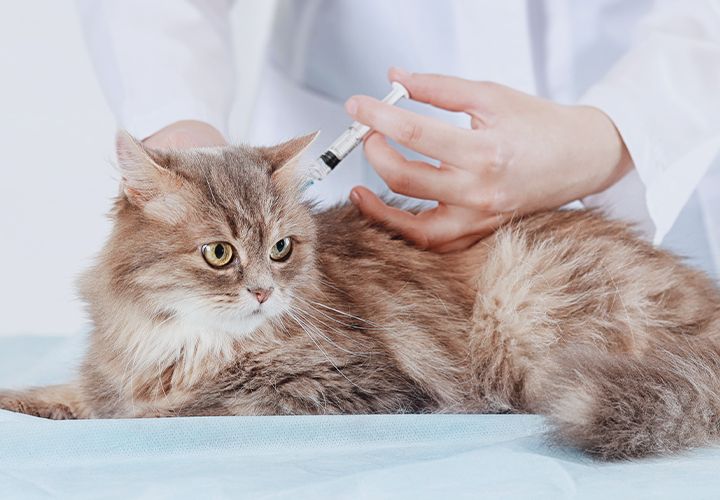 vet vaccinating furry cat
