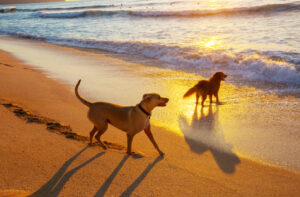Two dogs playing on a beach at sunset, with waves gently breaking nearby.