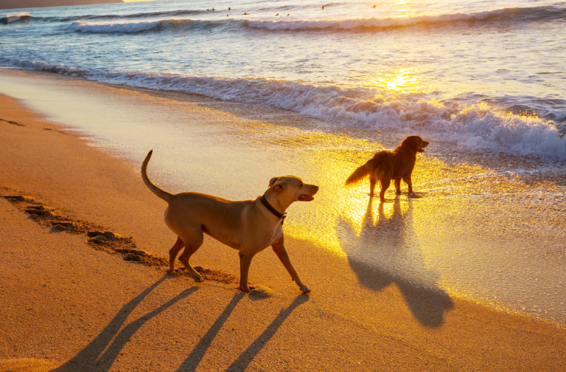 Two dogs playing on a beach at sunset, with waves gently breaking nearby.