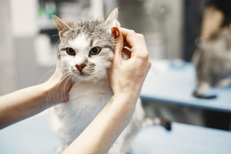 woman stroking a white and gray cat by ears