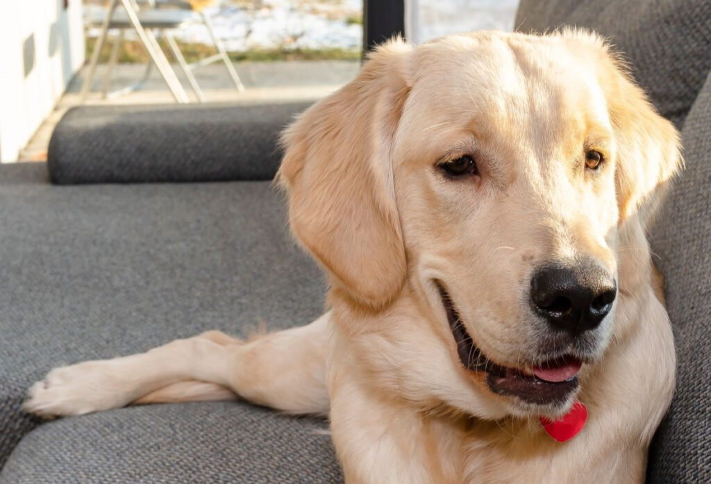 a young golden retriever lies on the couch