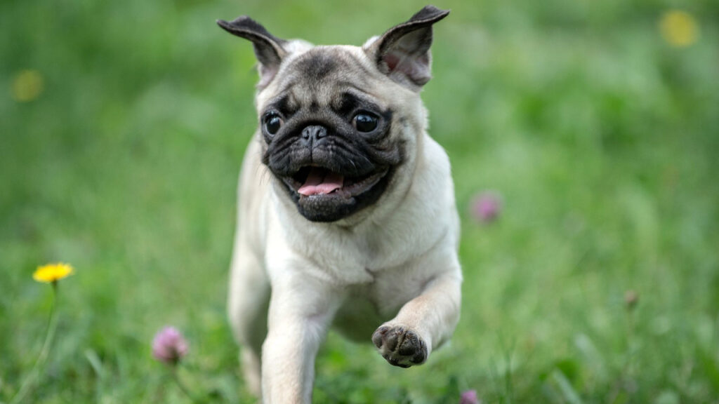 Happy pug running on grass