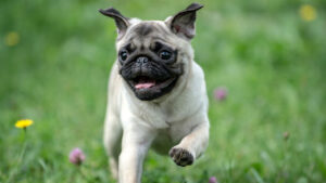 Happy pug running on grass