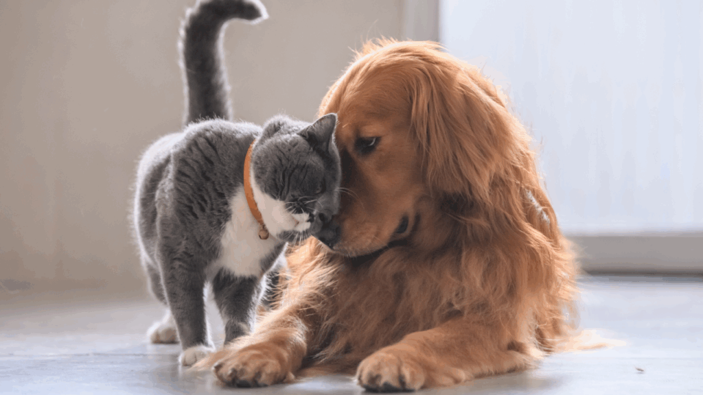 A gray and white cat nuzzling a golden retriever lying on the floor