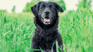 Black dog sitting in a green field, looking happy