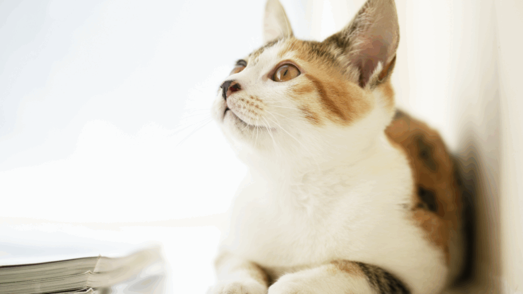 Calico cat looking up while resting near a window