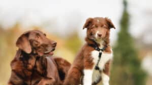 Two brown dogs sitting outdoors, one lying down and the other wearing a harness