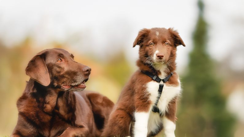 Two brown dogs sitting outdoors, one lying down and the other wearing a harness