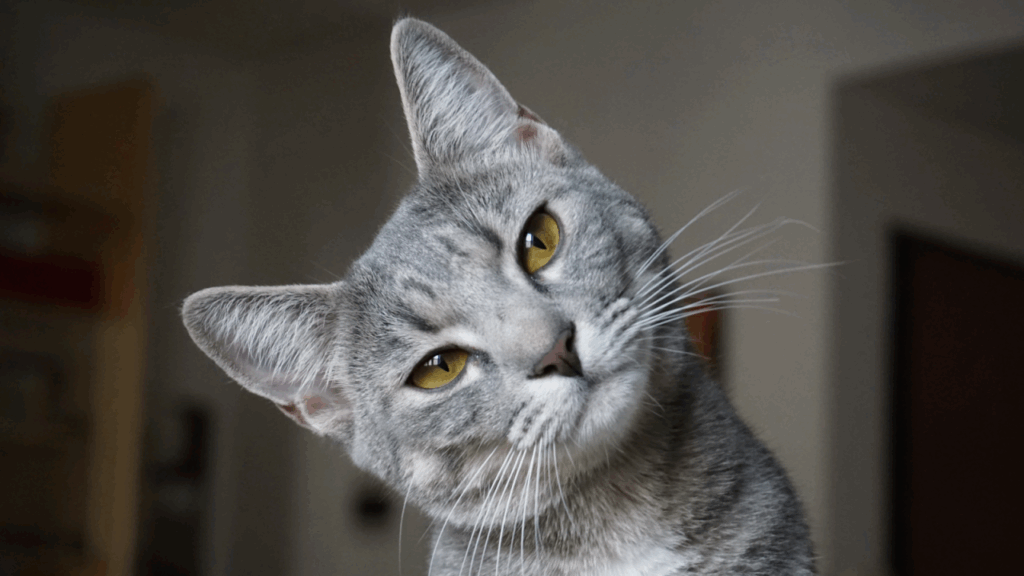 Gray tabby cat with yellow eyes tilting its head