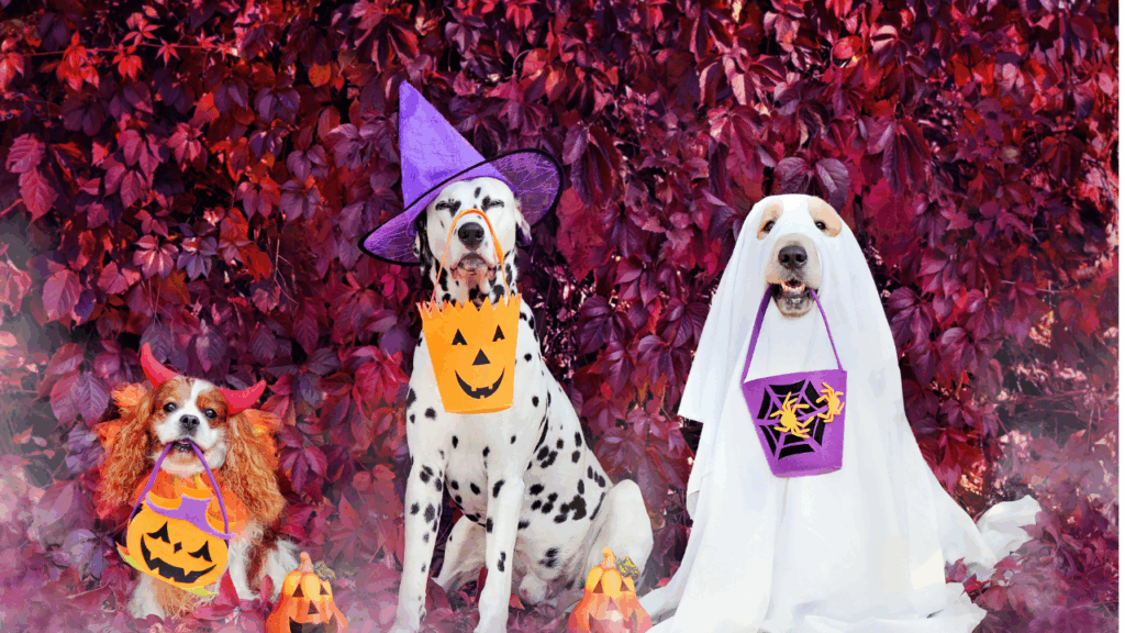 Three dogs in Halloween costumes with pumpkin buckets, sitting in front of red leaves