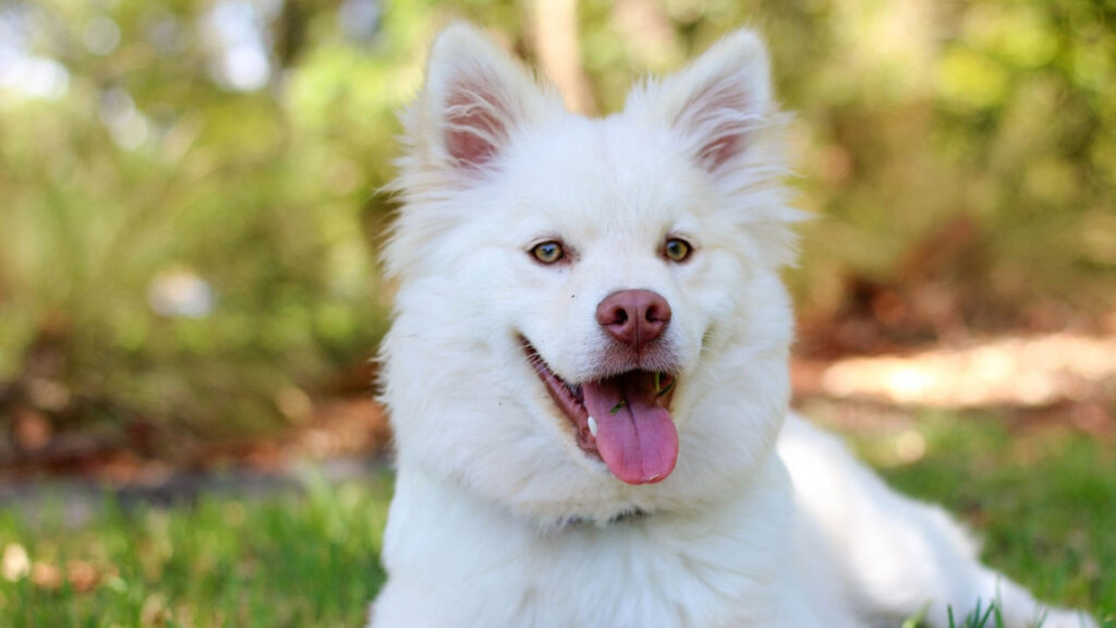 Happy white fluffy dog lying on grass outdoors