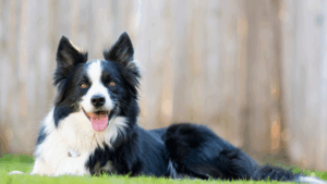 Black and white Border Collie lying on grass with tongue out