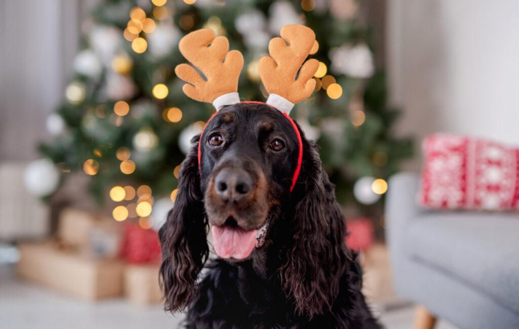 Black dog wearing reindeer antlers in front of a Christmas tree