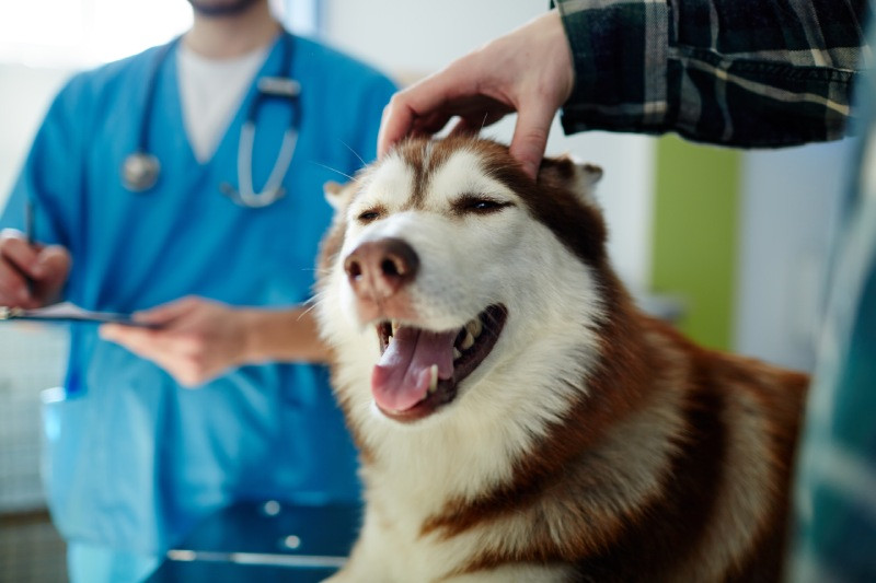 Happy dog being petted at the vet