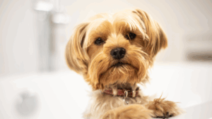 Yorkshire Terrier with golden fur looking curiously