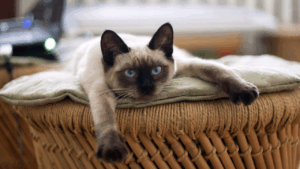 Siamese cat with blue eyes lounging on a wicker stool
