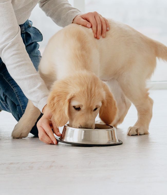 girl feeding her golden retriever puppy slider