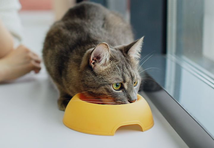 gray cat eating next to his owner mobile