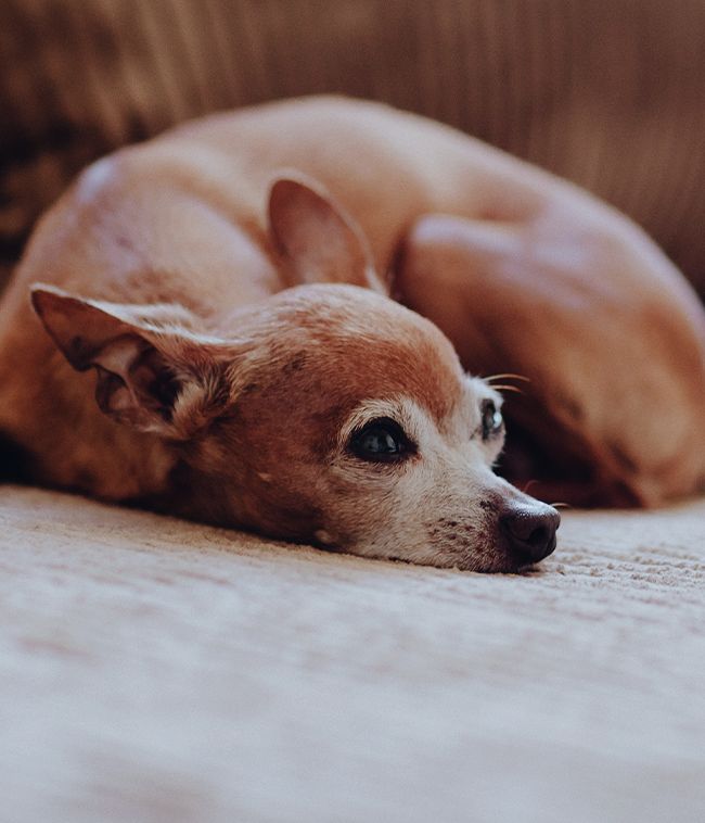 old cute chihuahua dog lying on the sofa slider