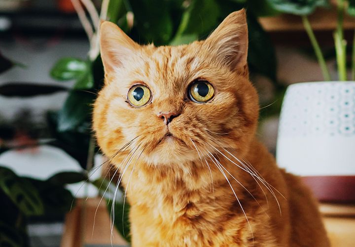 orange old cat among green plants mobile
