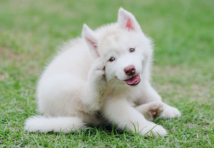 siberian husky puppy sractching himself mobile