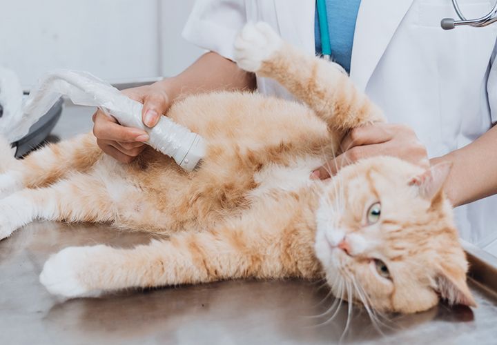 vet doing ultrasound on cat mobile