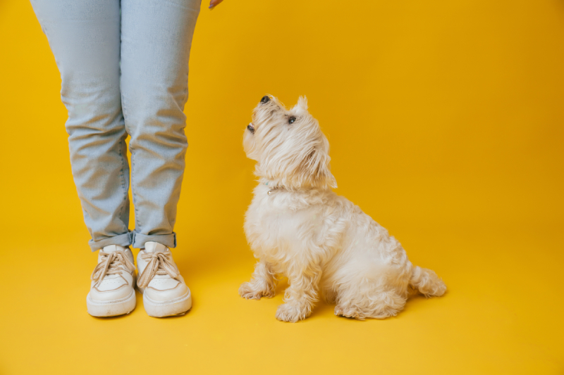 west highland white terrier standing next to girl
