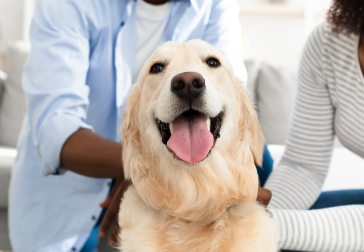 Happy golden retriever with tongue out