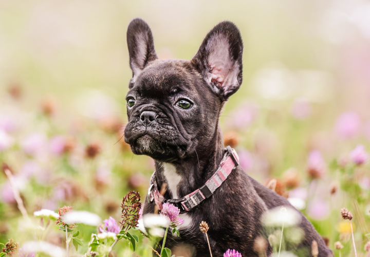 French bulldog puppy sitting in a field of wildflowers