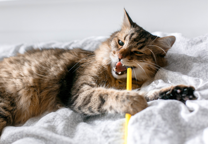 Cat playfully biting a yellow pen while lying on a bed