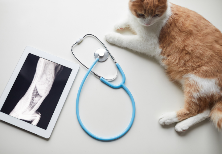 Cat lying next to a stethoscope and a tablet displaying an X-ray
