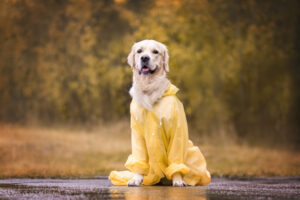 a cute dog is sitting in a yellow raincoat