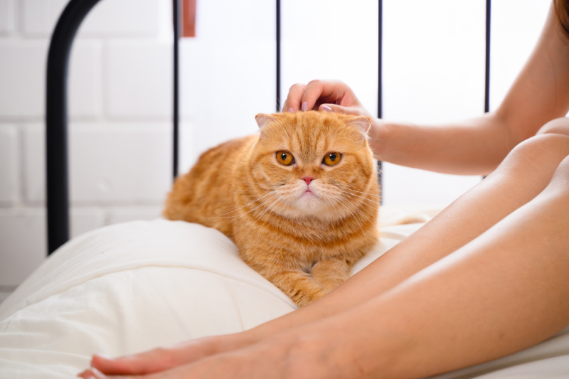 A woman petting an orange tabby cat lying on a white bed.