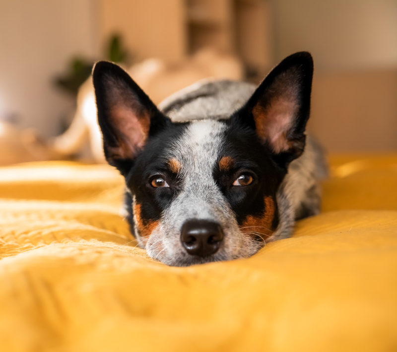 cute dog australian heeler lies on the bed cozy