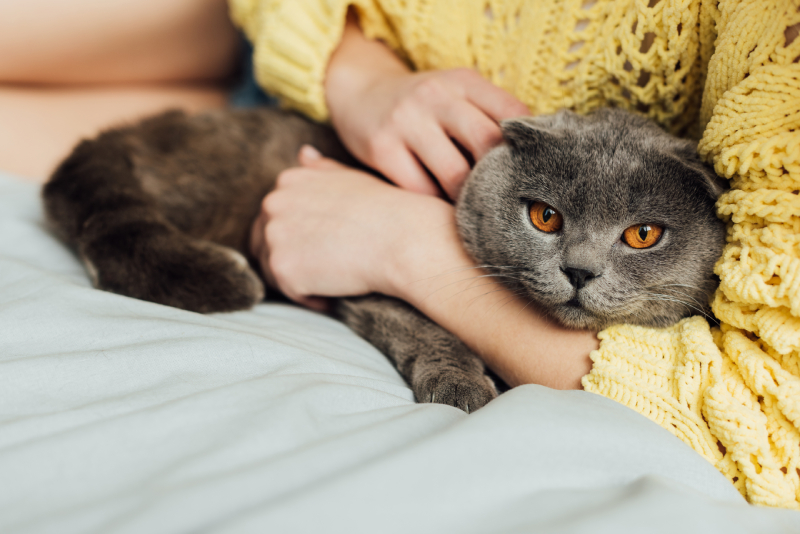 partial view of young woman holding scottish fold