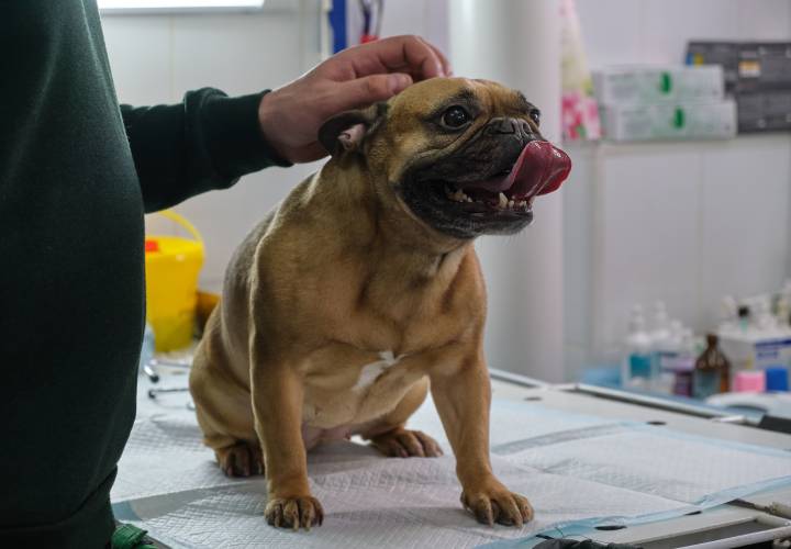 small dog at the reception at the veterinarian