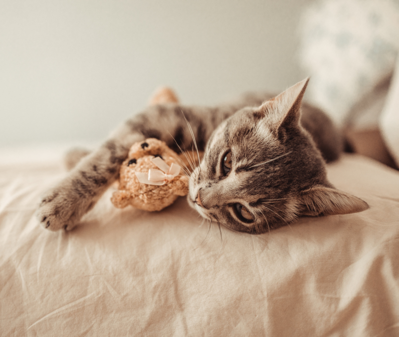 tabby kitten lies in an embrace with a soft teddy
