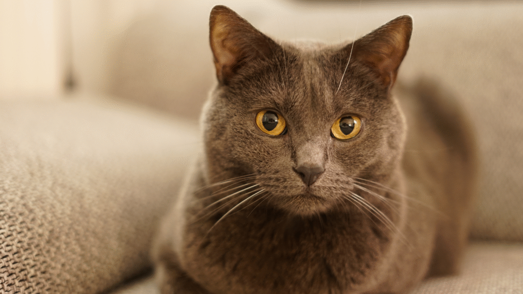 A gray cat with striking yellow eyes sitting on a couch.