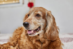 Close-up of a smiling golden retriever with wavy fur.