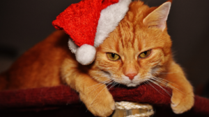 Orange cat wearing a Santa hat, resting its chin on a ledge.