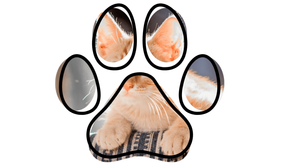 early detection vet near me The Colony